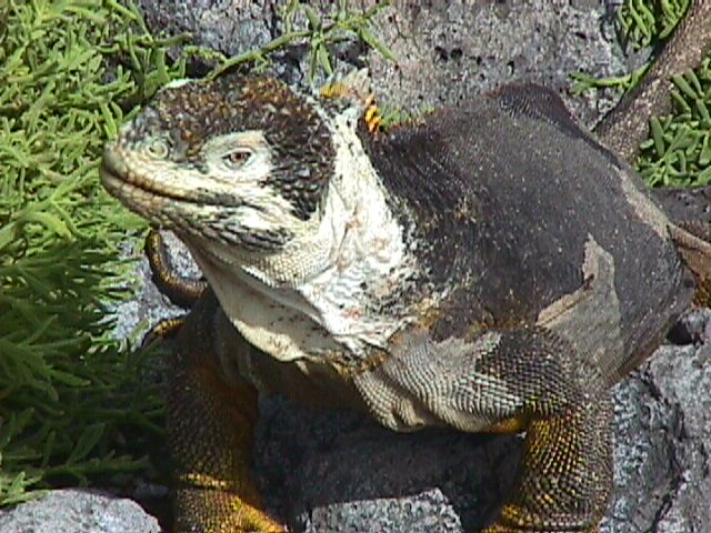 Patchy Iguana